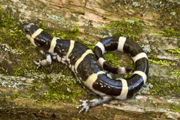 The Ringed Salamander (Ambystoma annulatum) is a species unique to the Ozarks.