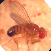The Drosophila, a type of fruit fly, is a well-established genetic model with a broad range of behaviors.