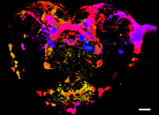 This is a depth-encoded image of the brain of the Drosophila, a type of fruit fly, showing serotonin neuron clusters.