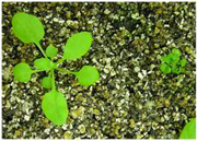 Wild-type Arabidopsis (left) and srfr1-3 mutant with constitutively activated pathogen defenses and severely reduced biomass (right). 