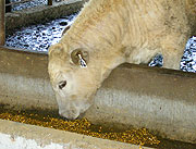 Cow consuming feed containing glycerin
