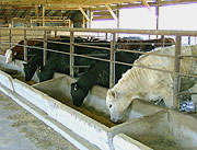 Cow consuming feed containing glycerin