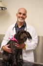 Jeffrey Bryan and his team at the University of Missouri have helped advance a patient-specific, precision medicine treatment for bone cancer in dogs.