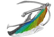 In a new study, scientists in pathology and anatomical sciences in the University of Missouri’s School of Medicine have revealed a three-dimensional view of the skeletal muscles responsible for flight in a European starling. The study will form the basis of future research on the bird’s wishbone, which is supported by these particular muscles and is hypothesized to bend during flight. 