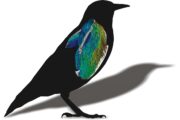 Pectoral and shoulder muscle architecture in a European starling