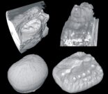 Fossilized crocodile teeth
