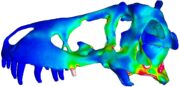 A 3D image of a Tyrannosaurus rex skull showing muscle activation. University of Missouri scientists created one of the first 3D models showing how ligaments and joints in the skull of a Tyrannosaurus rex work.